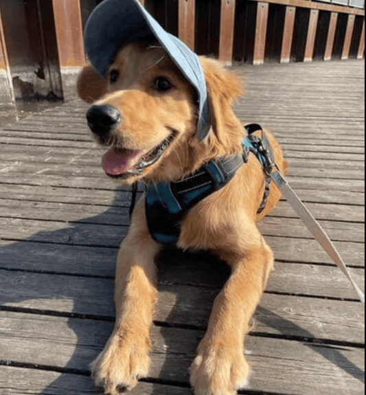 🔥 Outdoor-Sonnenschutzhaube für Hunde - Perfekter Schutz vor der Sonne! 🌞🐶